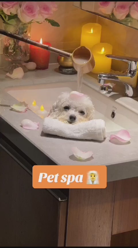 Perrito en su Spa